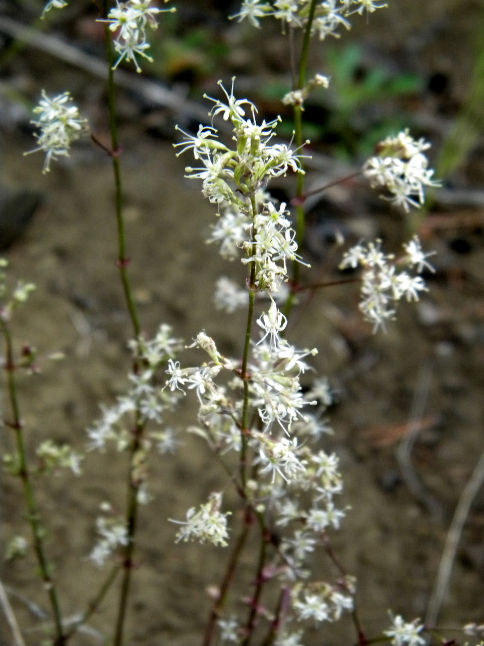 Image of Silene klokovii specimen.