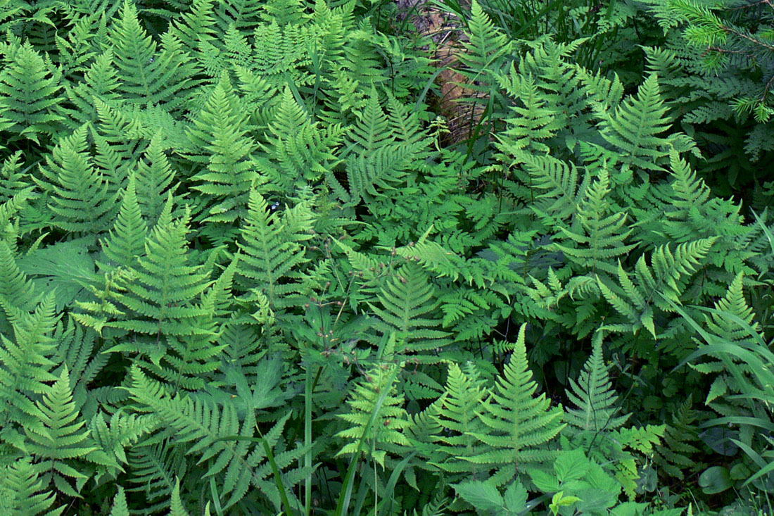 Image of Phegopteris connectilis specimen.