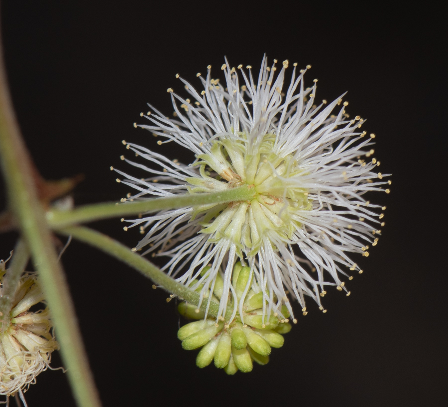 Image of Mimosa aculeaticarpa specimen.