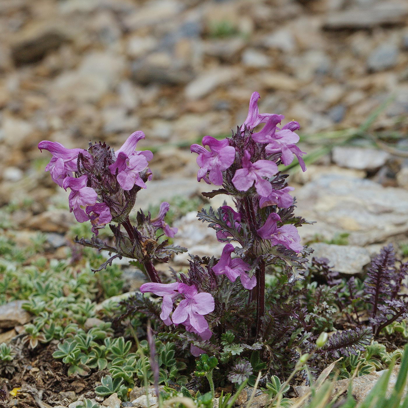 Image of Pedicularis anthemifolia specimen.