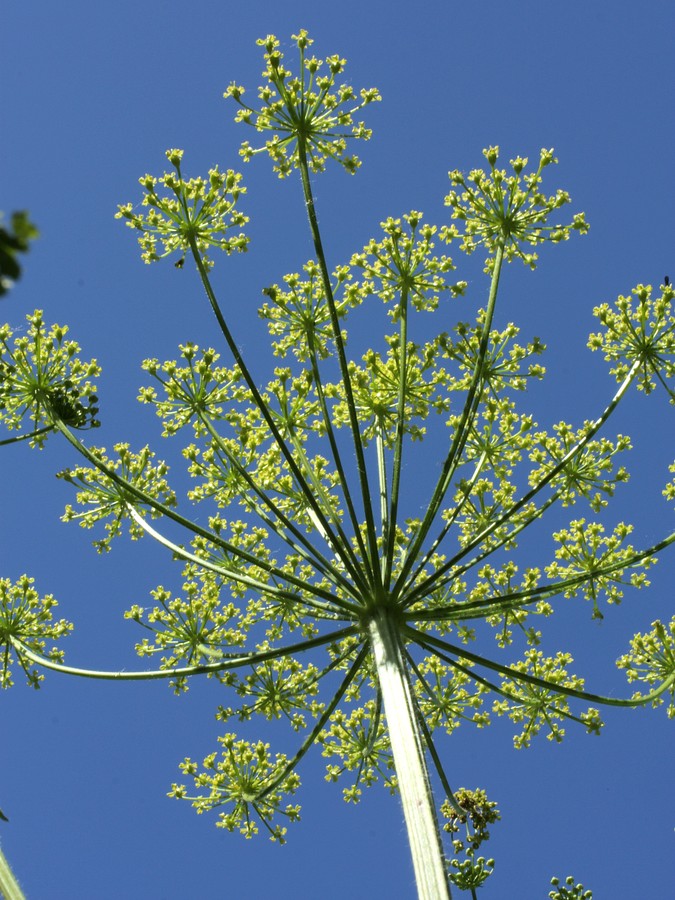 Image of Heracleum sibiricum specimen.