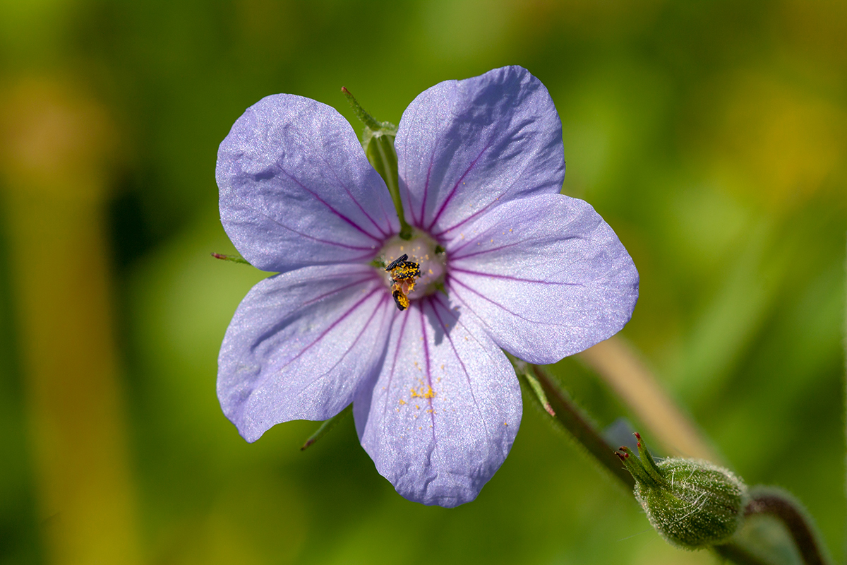 Изображение особи Erodium ciconium.