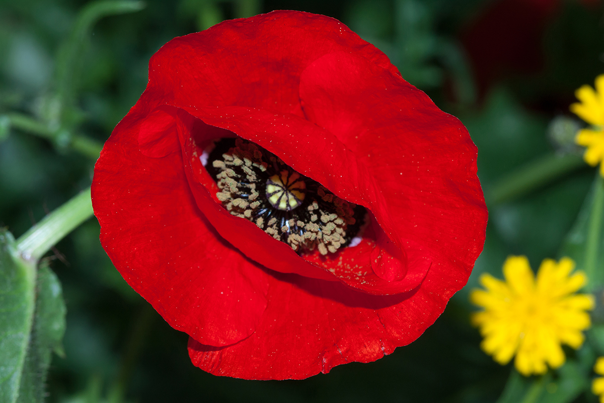 Изображение особи Papaver umbonatum.