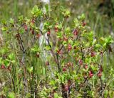 Vaccinium uliginosum