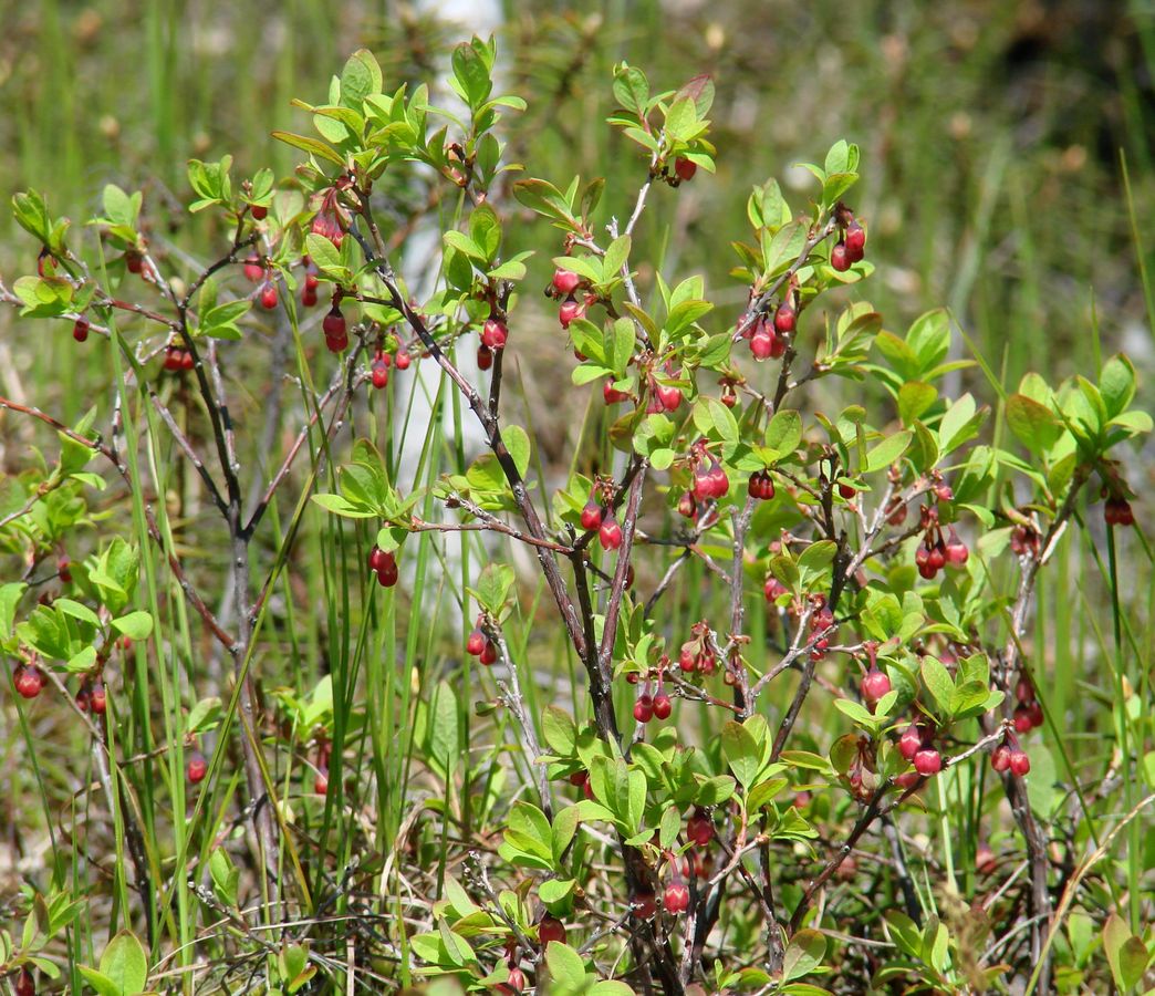 Image of Vaccinium uliginosum specimen.