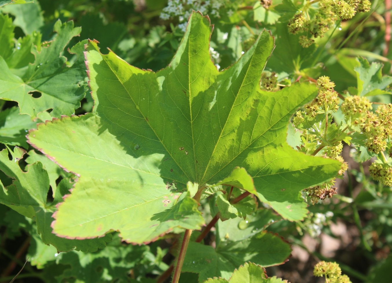 Изображение особи Alchemilla leiophylla.