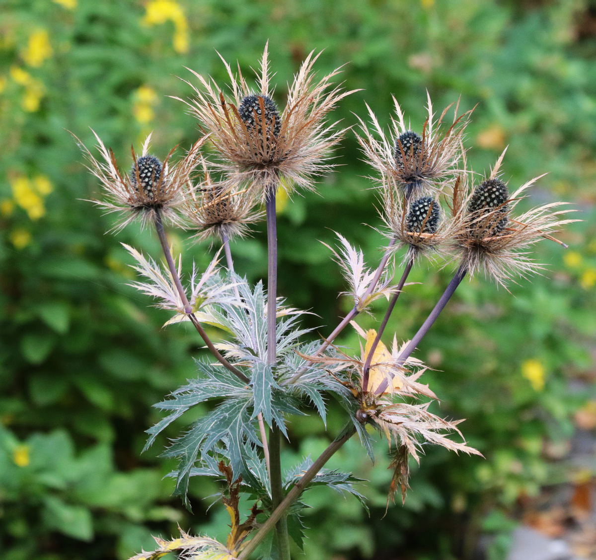 Изображение особи Eryngium alpinum.