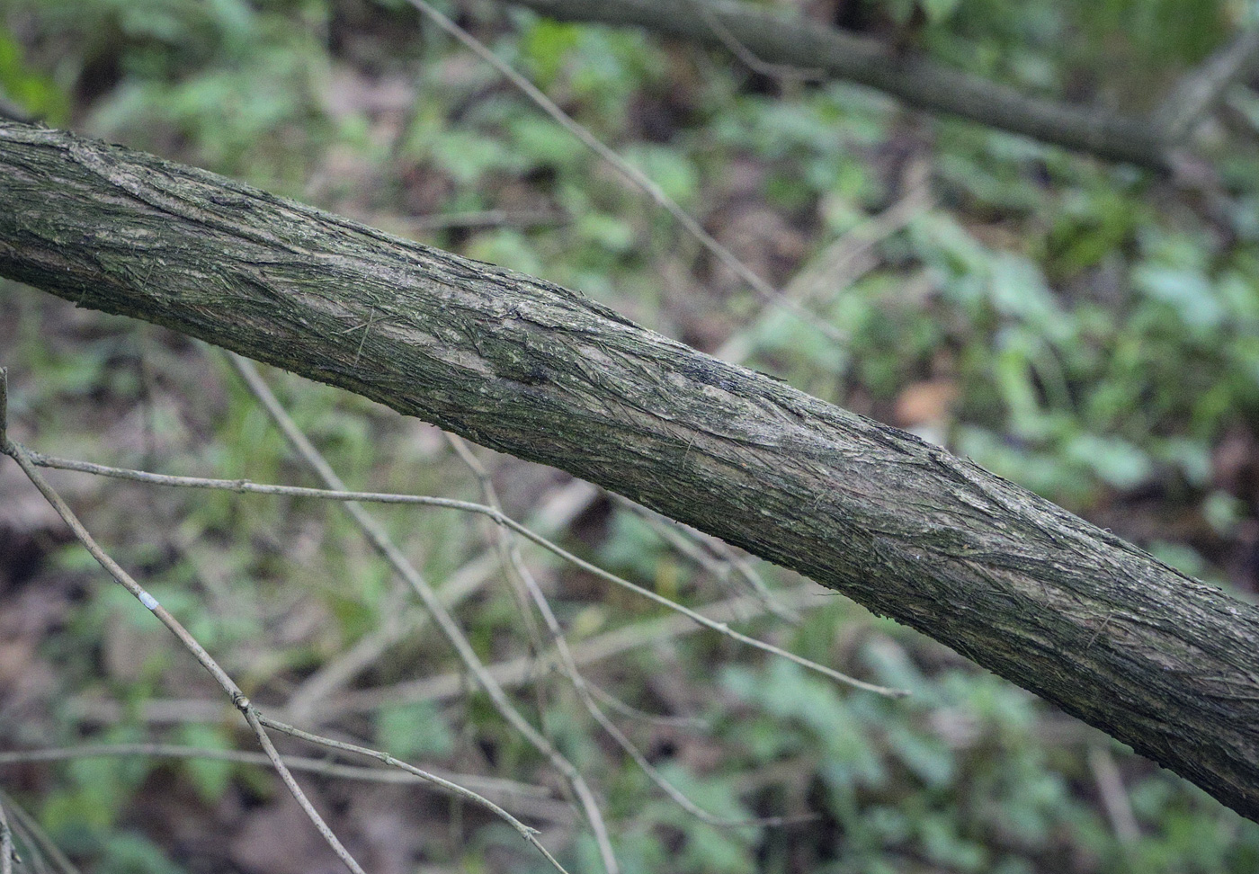 Image of Lonicera orientalis specimen.