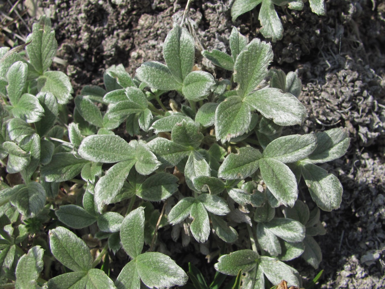 Изображение особи Potentilla oweriniana.