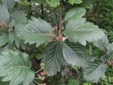 Sorbus caucasica