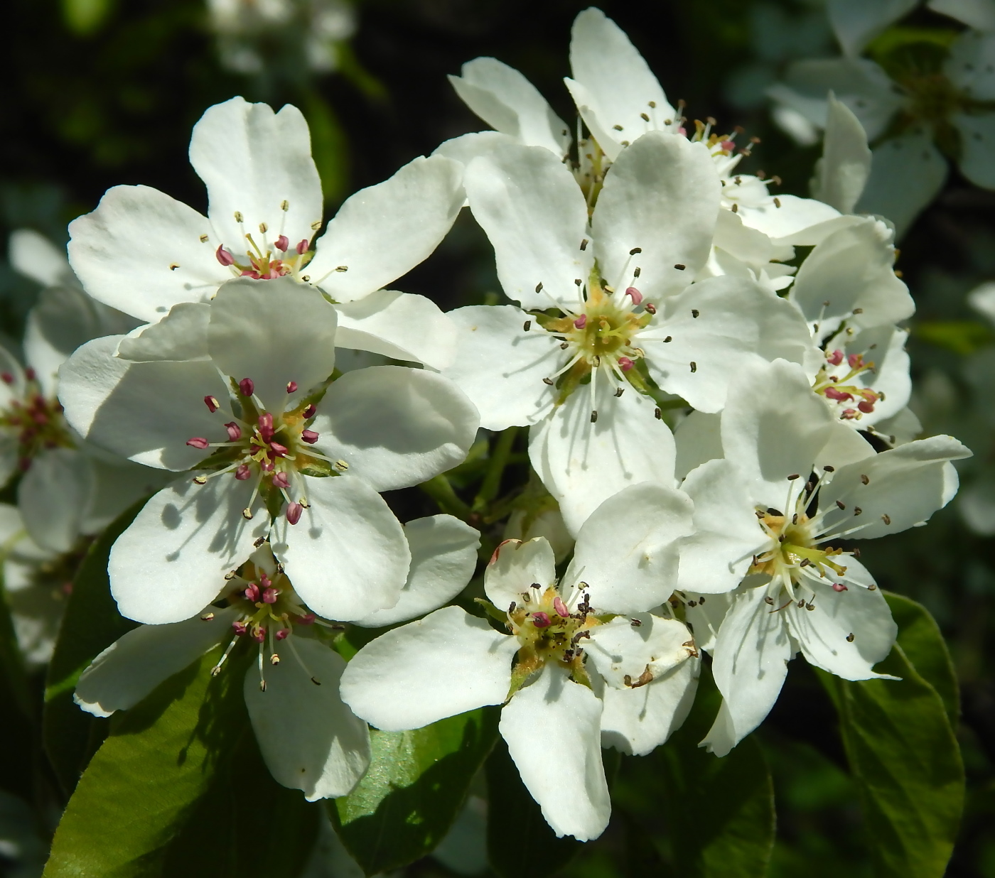 Image of Pyrus communis specimen.