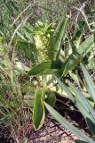 genus Eucomis. Цветущее растение. ЮАР, Драконовы горы, Royal Natal National Park, Tugela Gorge, 1700-2100 м н.у.м. 01.01.2008.