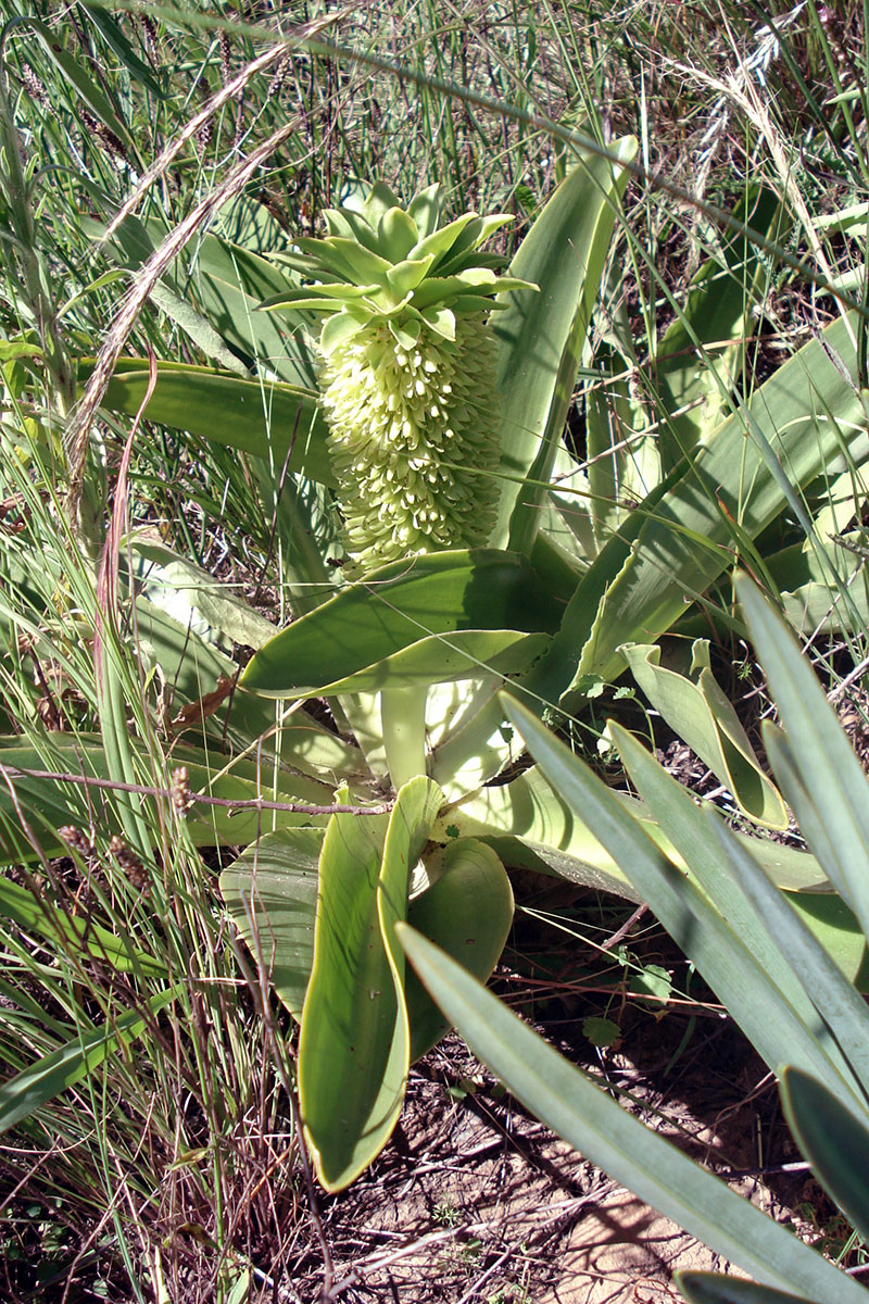 Изображение особи род Eucomis.