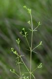 Galium trifidum