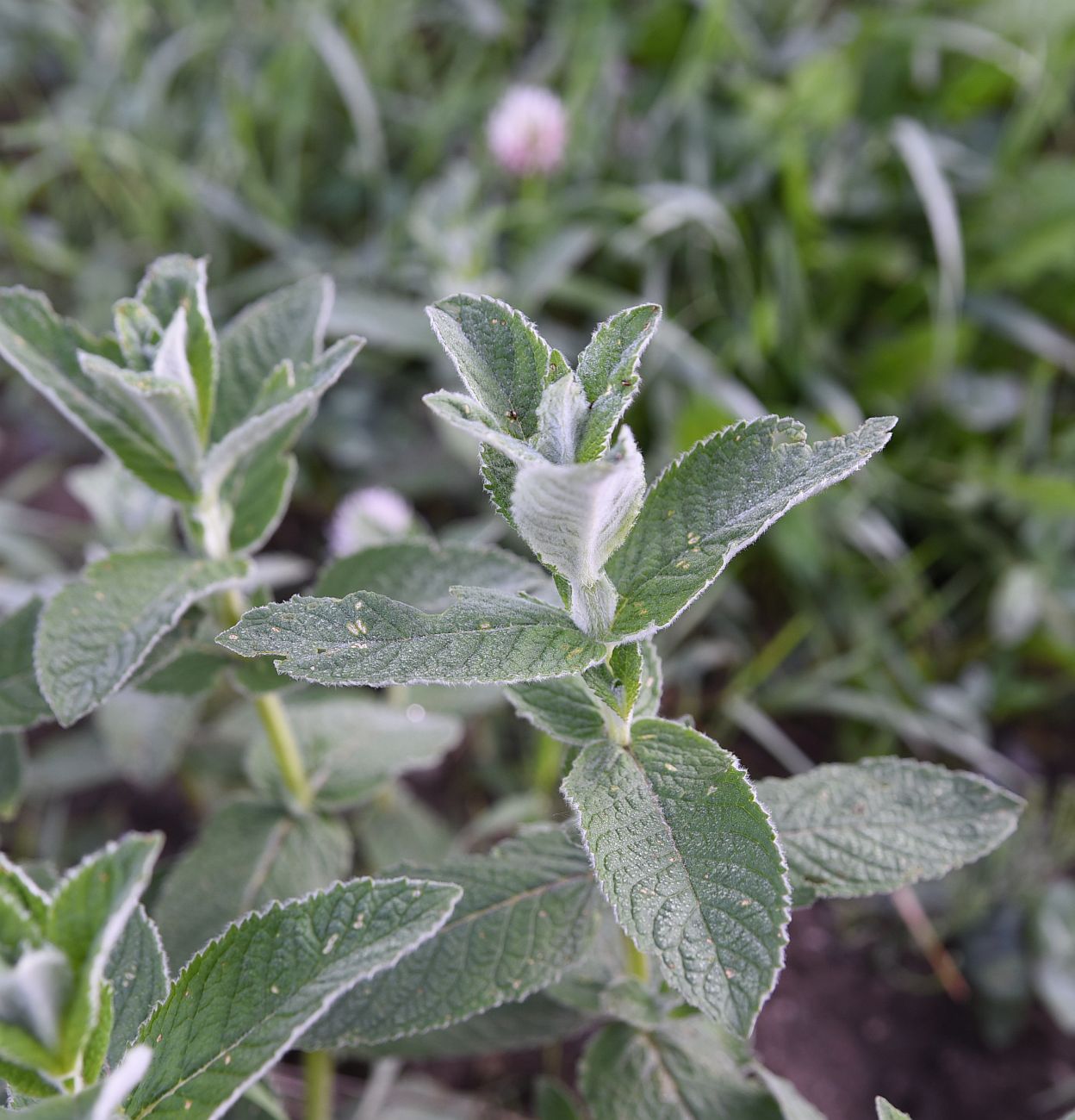 Image of Mentha longifolia specimen.