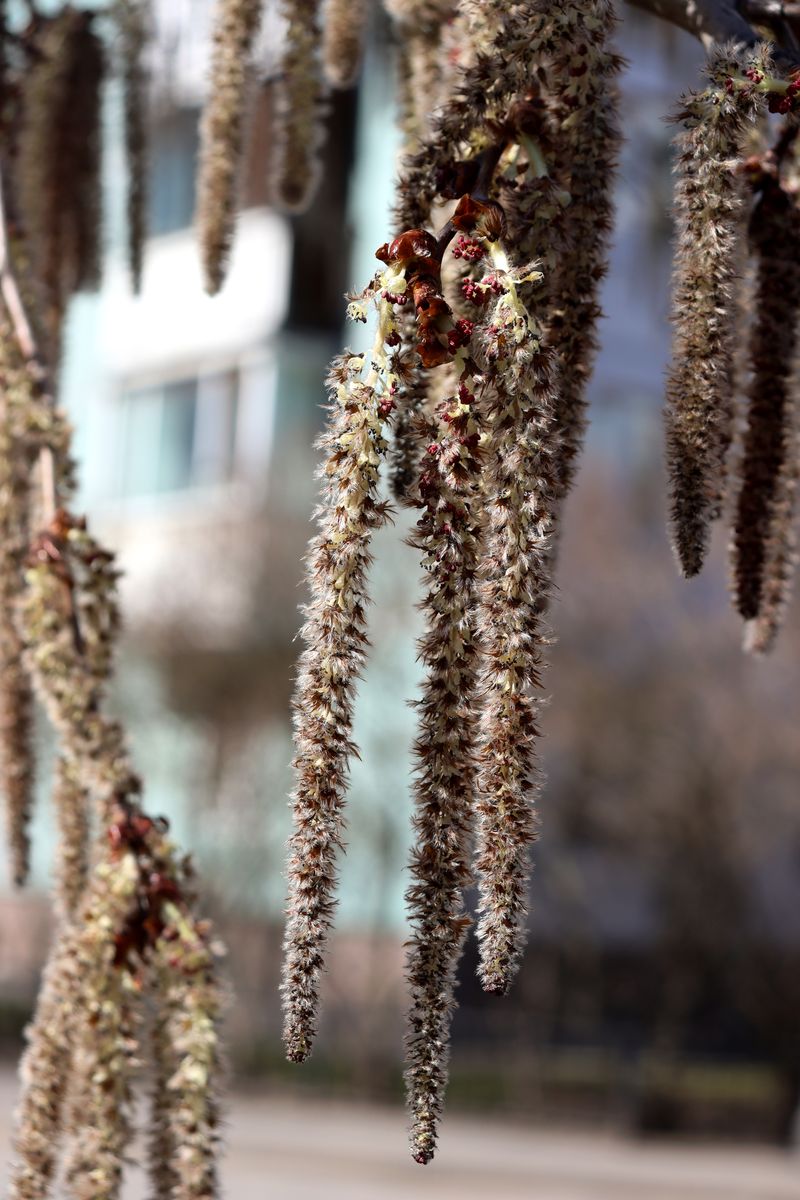 Image of Populus tremula specimen.