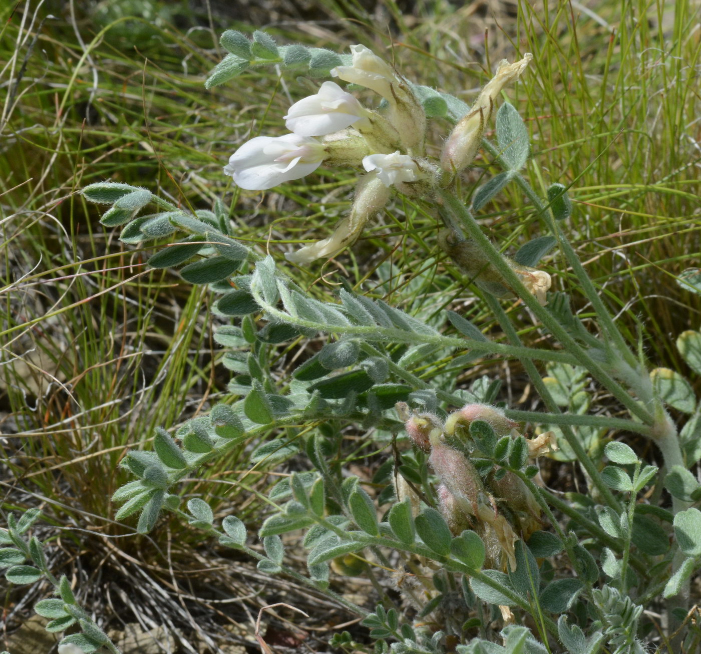 Изображение особи Astragalus sareptanus.