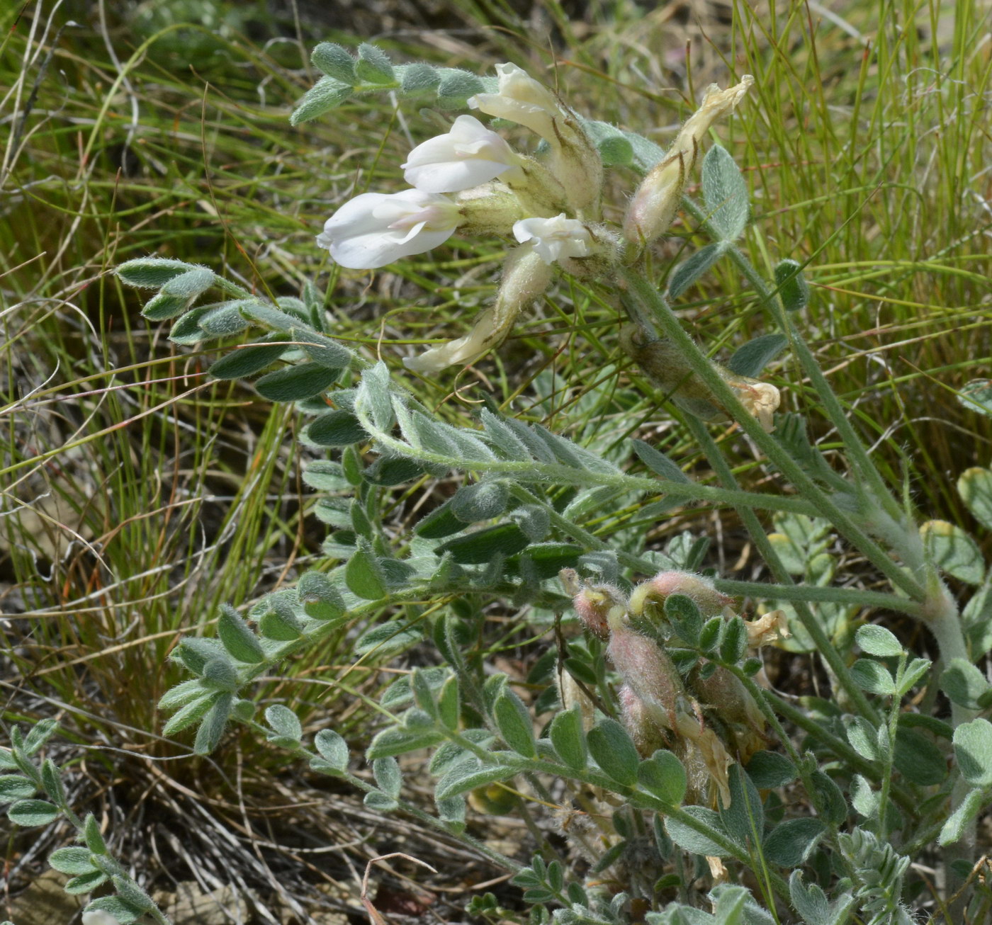 Image of Astragalus sareptanus specimen.