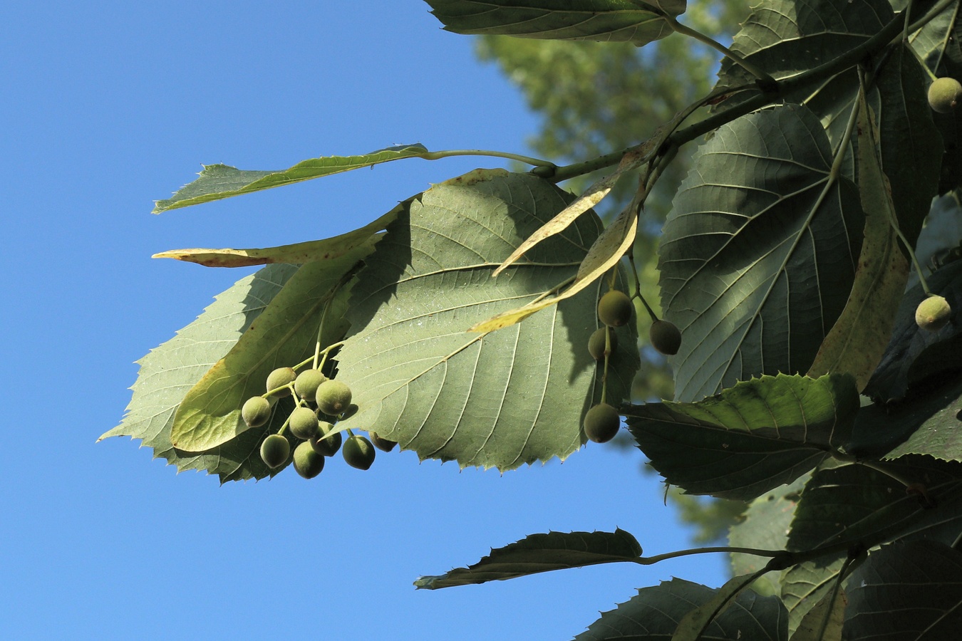 Image of Tilia americana specimen.