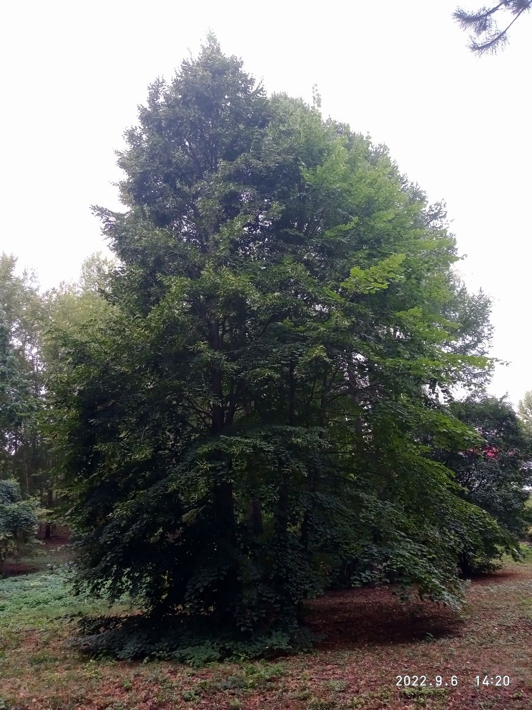 Image of Tilia begoniifolia specimen.