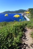 Patrinia scabiosifolia. Цветущее растение. Приморский край, Ольгинский р-н, окр. пос. Тимофеевка, мыс Четырёх Скал, луговой склон у моря. 02.09.2022.