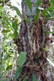 class Polypodiopsida. Растение на стволе дерева. Малайзия, штат Саравак, национальный парк \"Бако\". 30.04.2008.