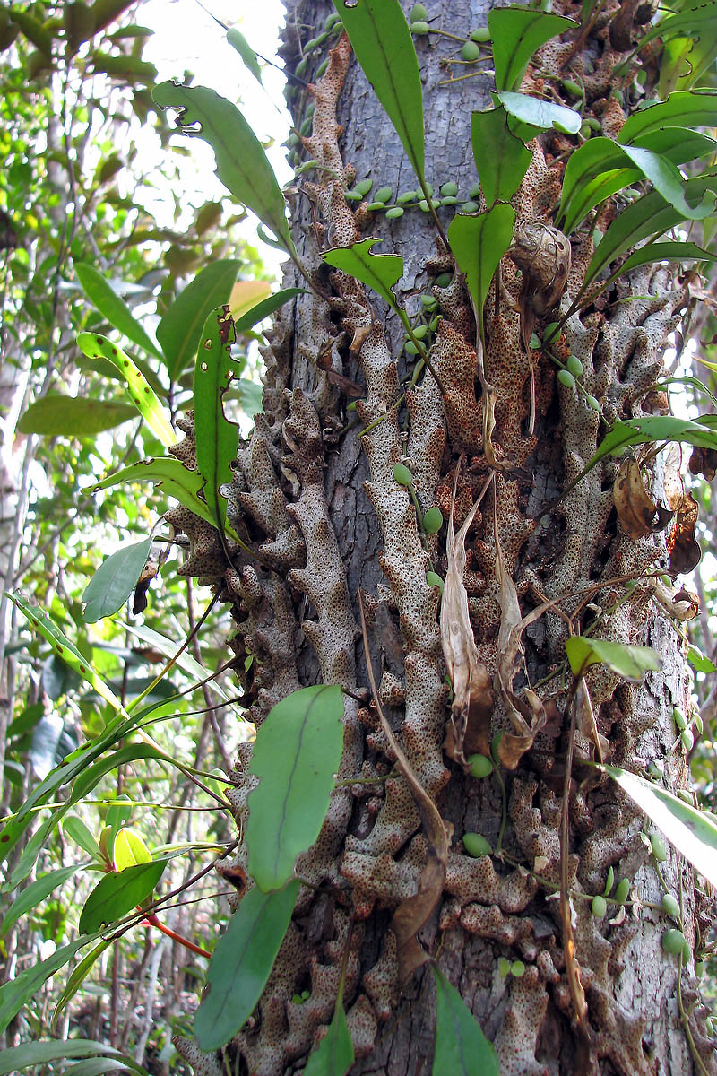 Image of class Polypodiopsida specimen.