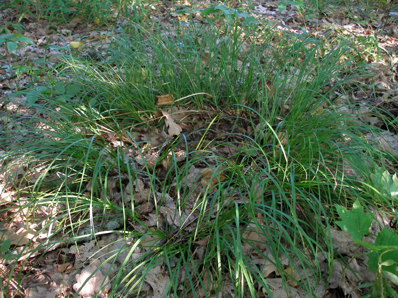 Image of Carex rhizina specimen.