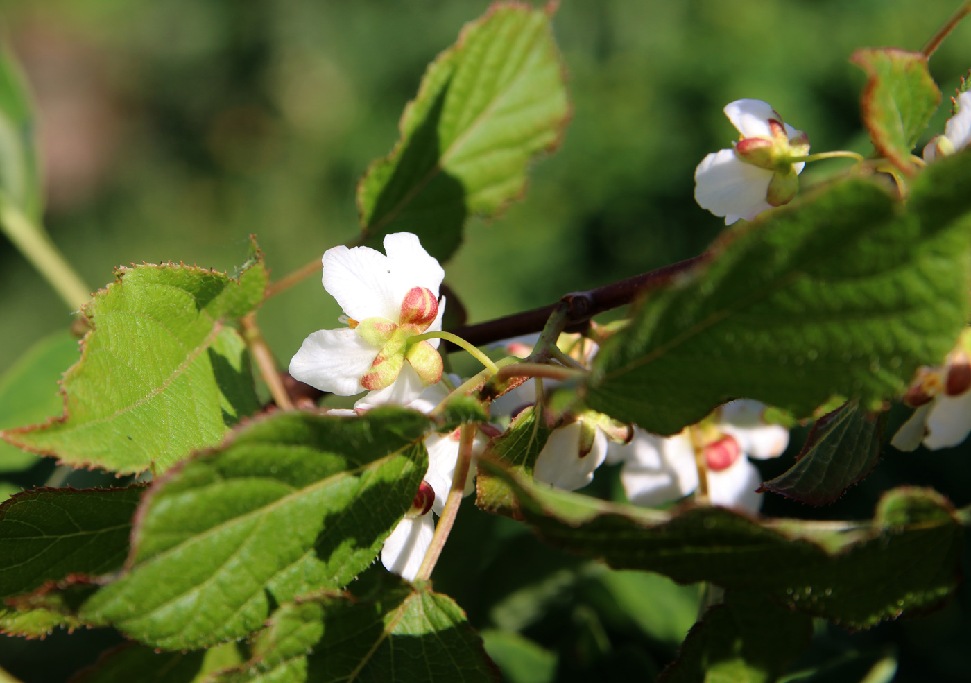 Изображение особи Actinidia kolomikta.