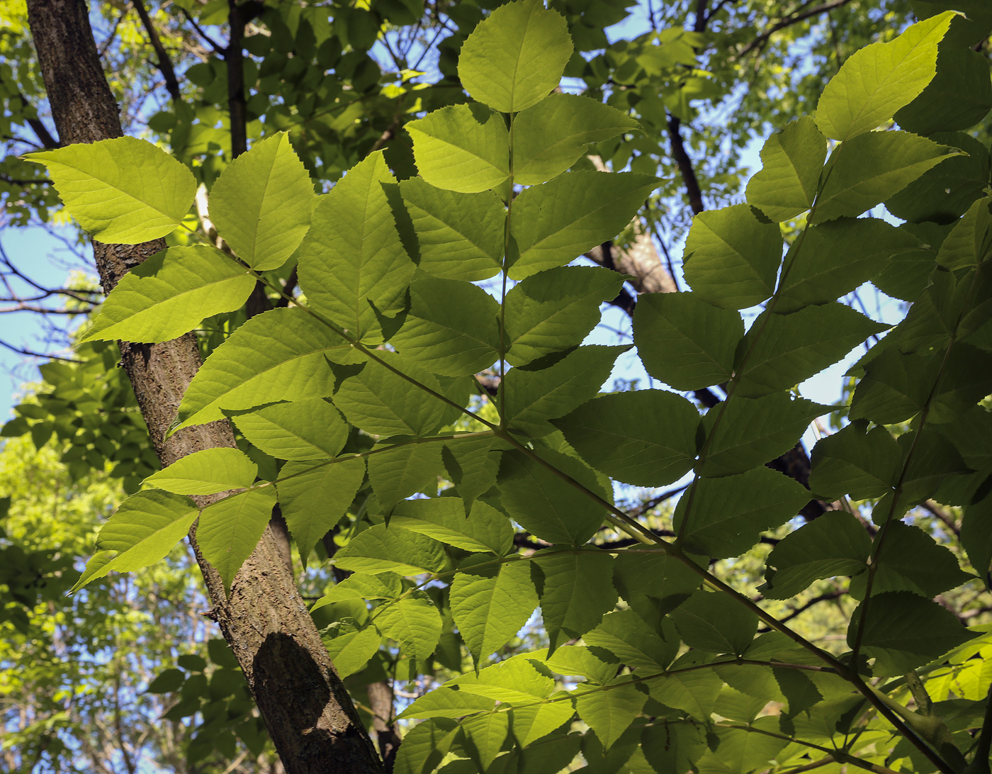 Image of Aralia elata specimen.