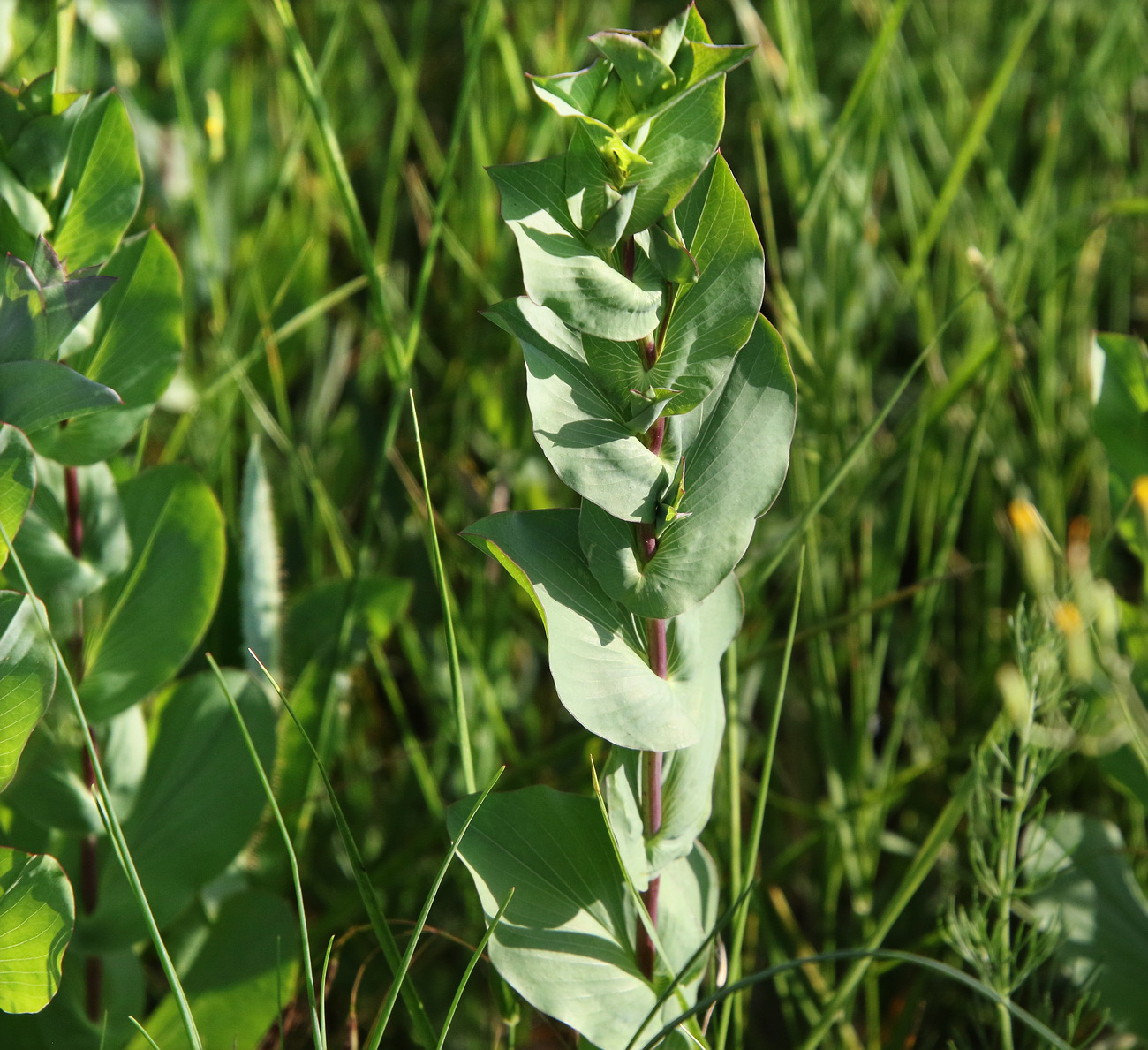 Image of Bupleurum rotundifolium specimen.