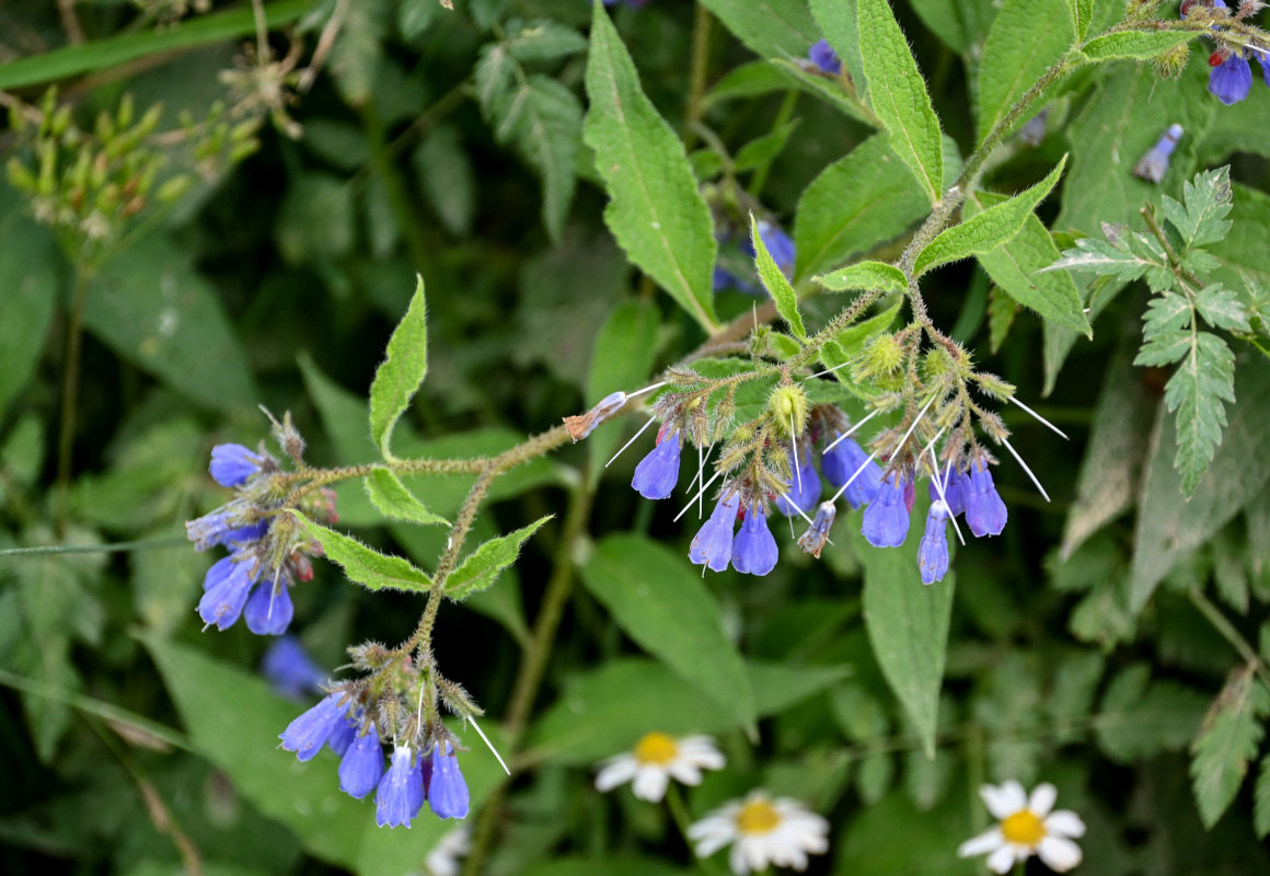 Изображение особи Symphytum asperum.