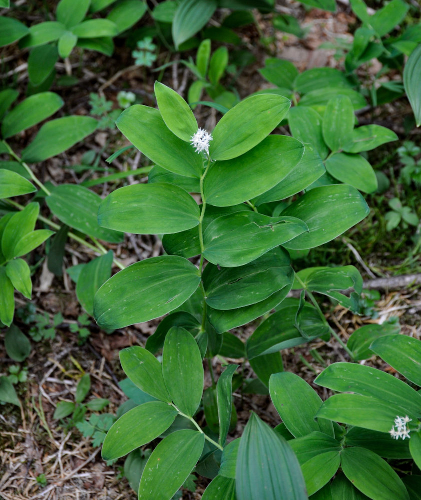 Image of Smilacina dahurica specimen.