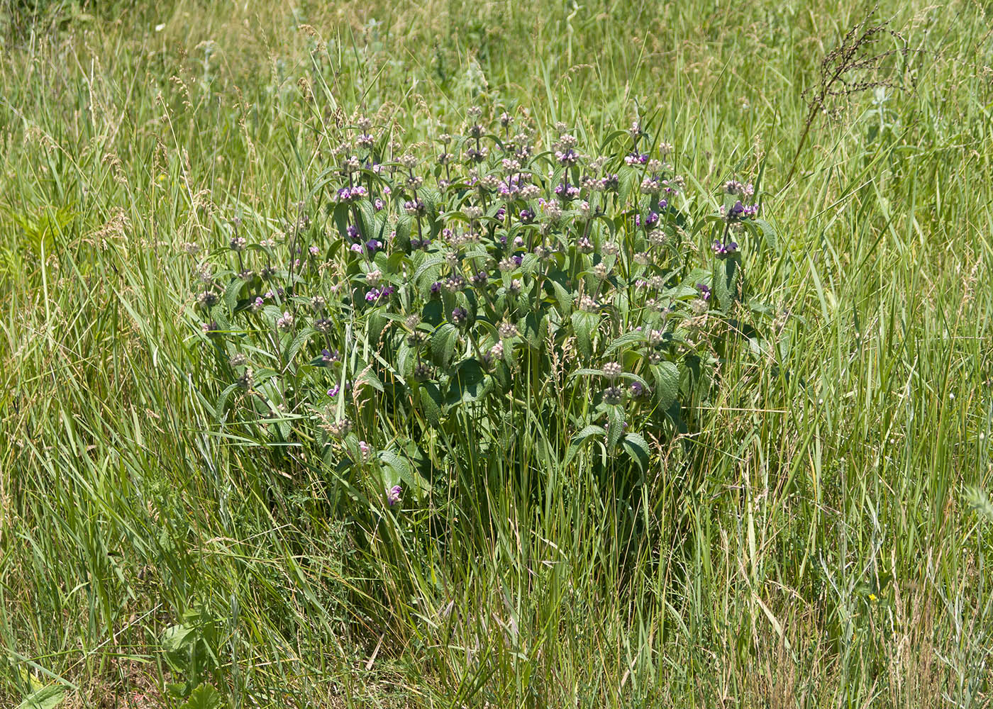 Image of Phlomis taurica specimen.