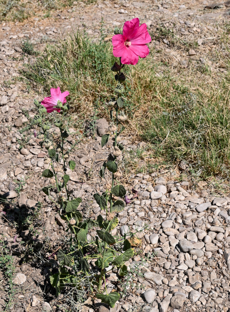 Image of Alcea rosea specimen.