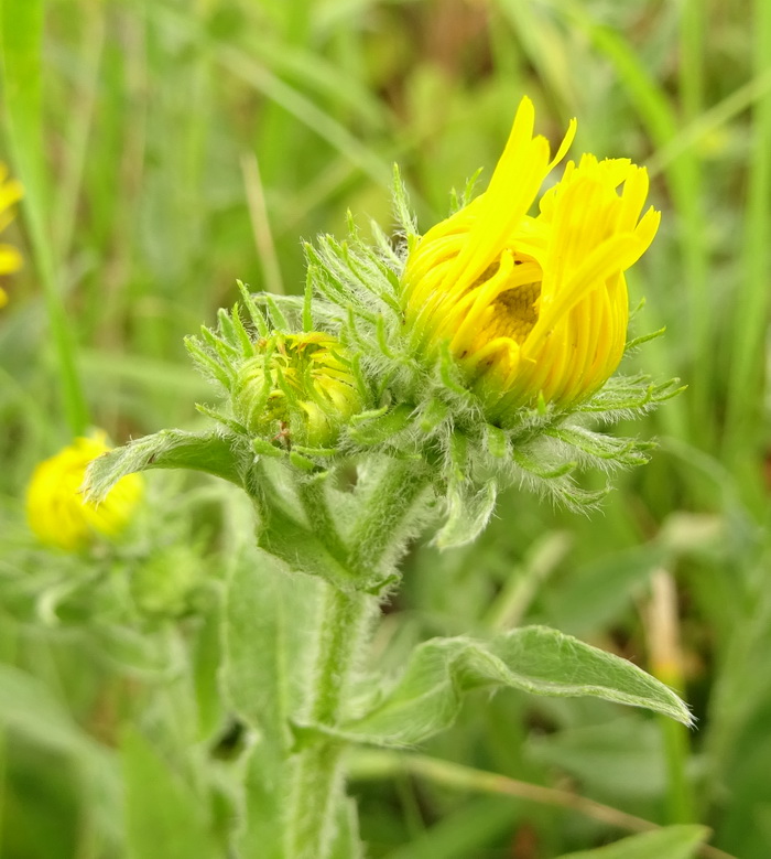 Изображение особи Inula britannica.