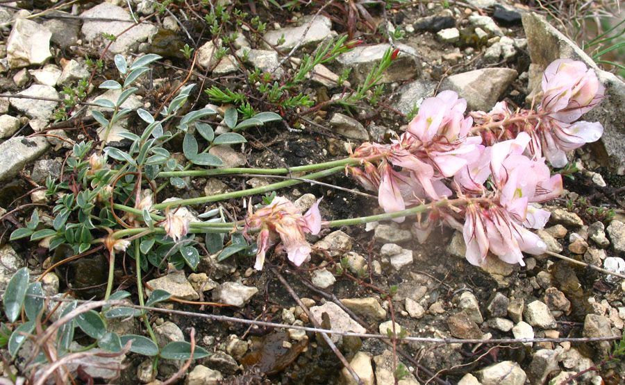 Image of Hedysarum daghestanicum specimen.