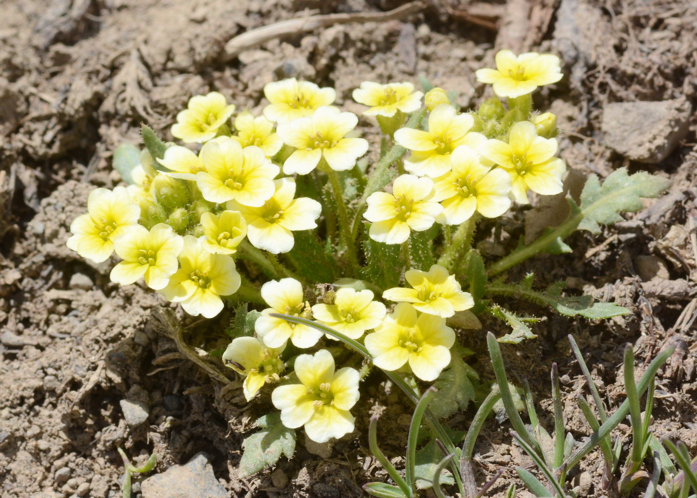 Image of Chorispora macropoda specimen.