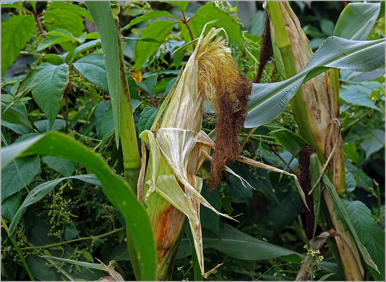 Изображение особи Zea mays.