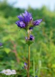 Campanula glomerata