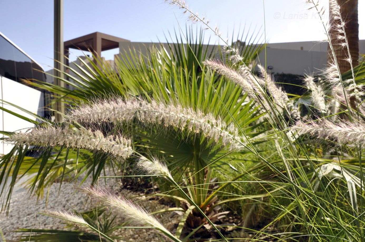 Image of genus Pennisetum specimen.