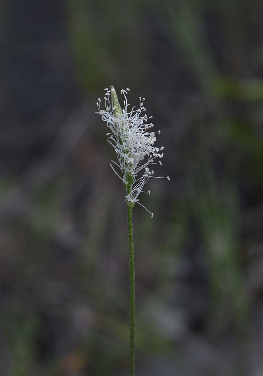 Изображение особи Plantago urvillei.