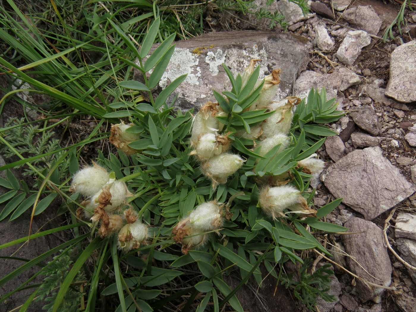 Image of Oxytropis nuda specimen.