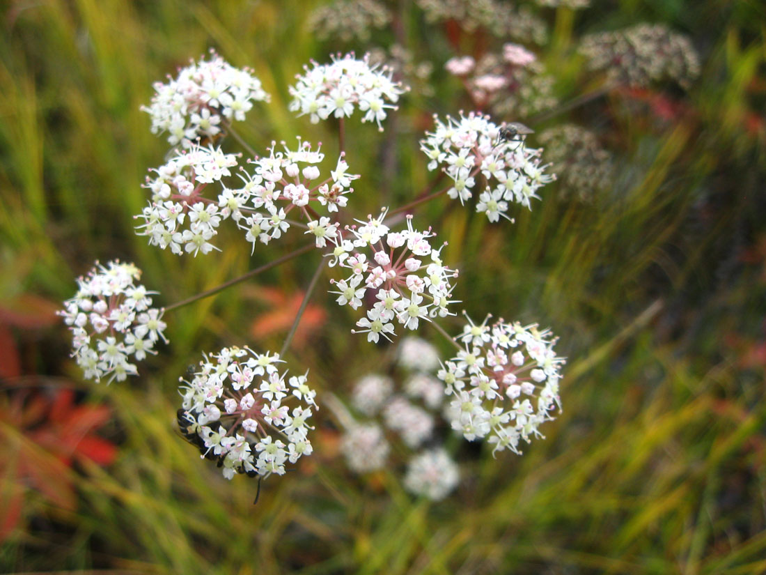 Image of Cicuta virosa specimen.