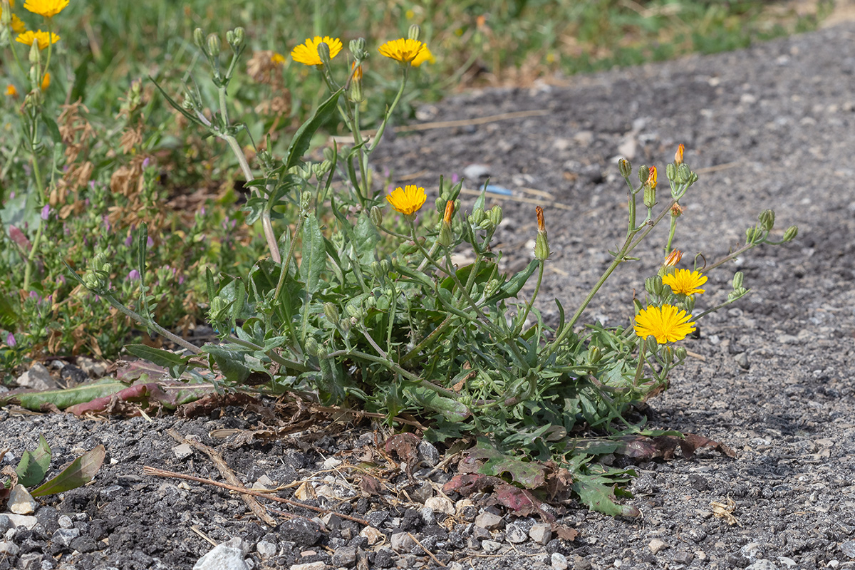 Image of Crepis aculeata specimen.