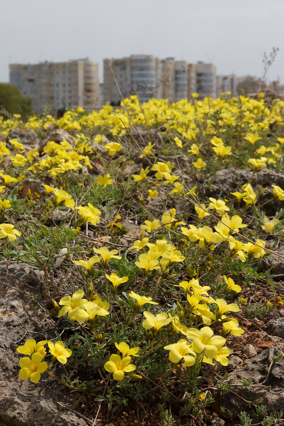 Image of Linum tauricum specimen.