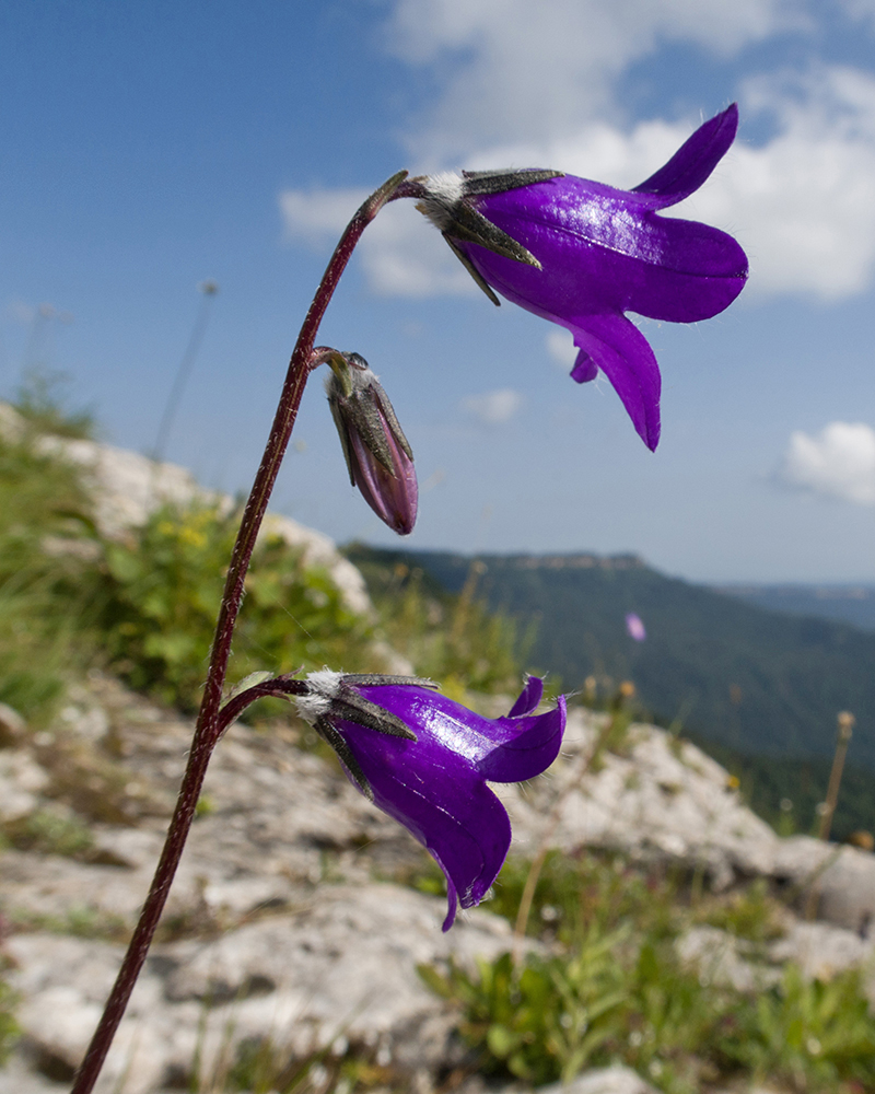 Image of Campanula albovii specimen.