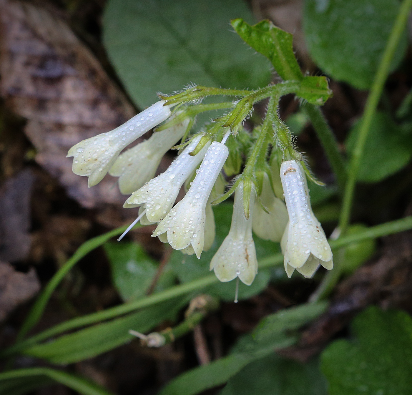 Изображение особи Symphytum grandiflorum.