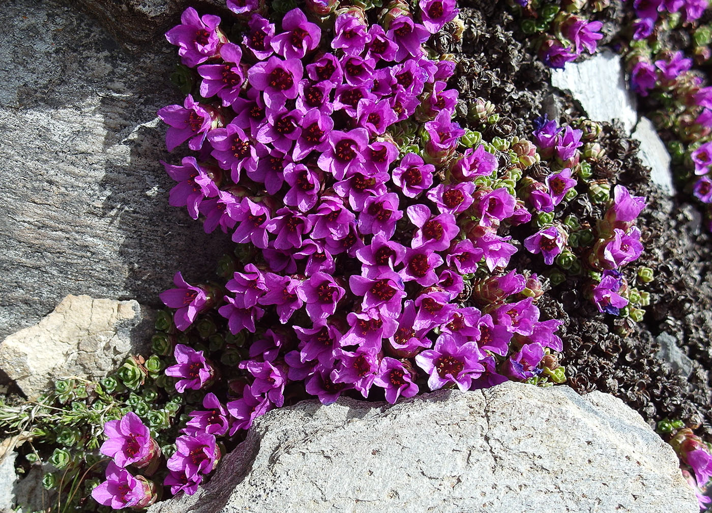 Изображение особи Saxifraga asiatica.