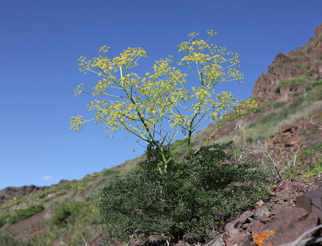 Image of Ferula ovina specimen.